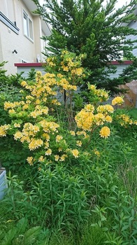 裏庭の黄色い花の木.JPG